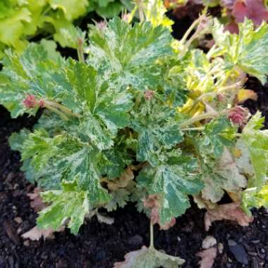 Heuchera 'Snow Angel'