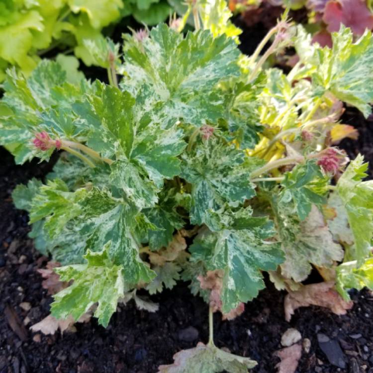 Plant image Heuchera 'Snow Angel'