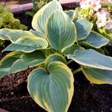 Hosta 'First Frost'