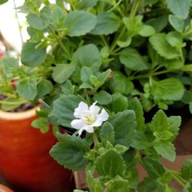 Bacopa Baristo Double White