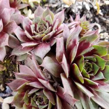 Sempervivum Calcareum