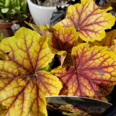 Heuchera 'Red Lightening'