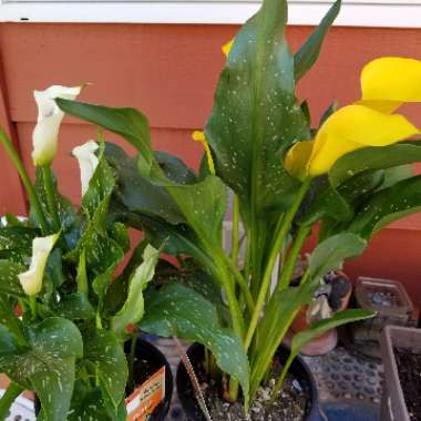 Zantedeschia rehmannii