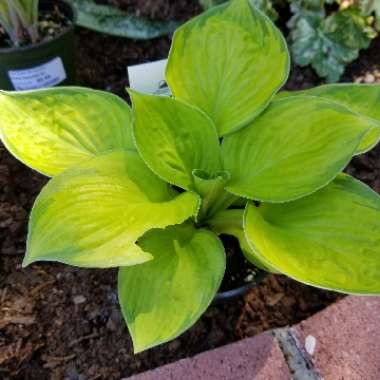 Hosta 'Rainforest Sunrise'