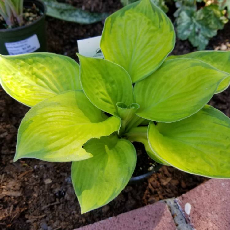 Plant image Hosta 'Rainforest Sunrise'