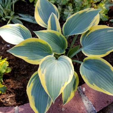 Hosta 'First Frost'