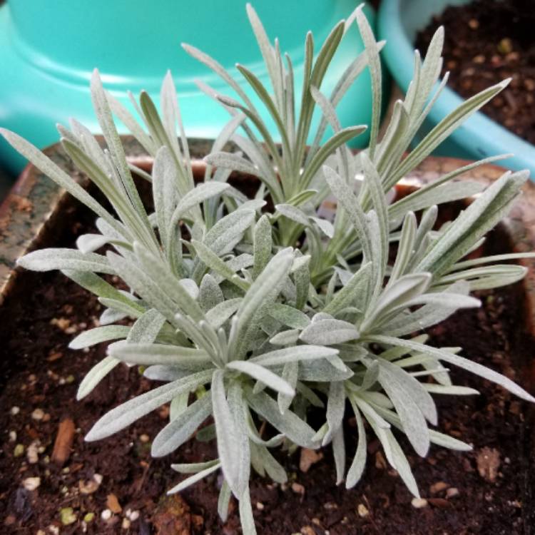 Plant image Helichrysum thianschanicum 'Icicles'