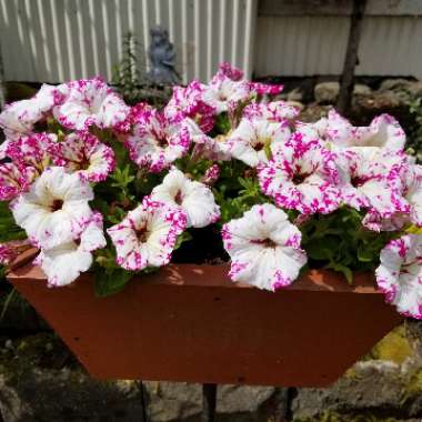 Petunia 'Kleph17342' syn. Petunia 'Pink Sky', Petunia 'BabyDoll', Petunia 'Headliner Pink Sky'