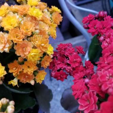 Kalanchoe blossfeldiana Pink Queen