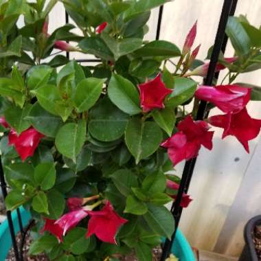 Mandevilla 'Sunparabeni' syn. Mandevilla 'Sun Parasol Dark Red', Mandevilla 'Sundaville Dark Red'