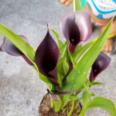 Zantedeschia 'Odessa'