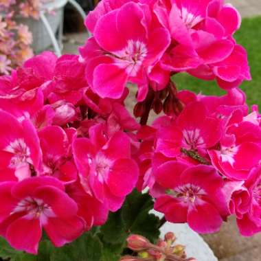 Pelargonium