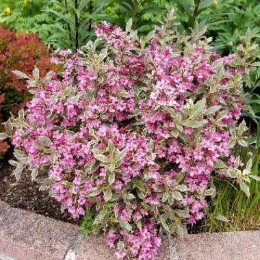 Weigela florida 'Verweig' syn. Weigela florida 'Monet', Weigela florida 'My Monet'