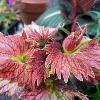 Solenostemon scutellarioides  syn. Plectranthus scutellarioides, Coleus scutellarioides, Coleus blumei