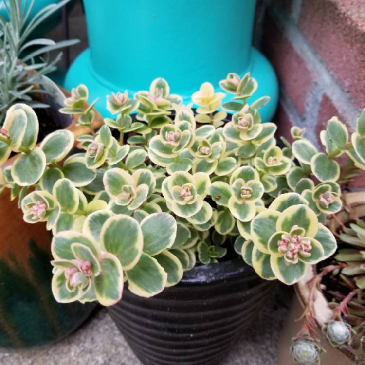 Plant image Sedum Lime Twister