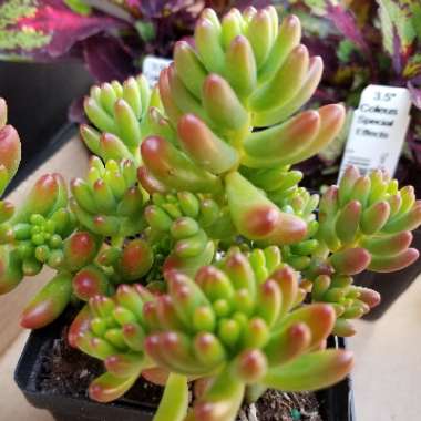 Sedum Rubrotinctum