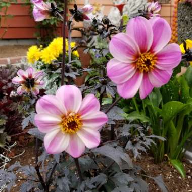 Dahlia 'Zone Ten' syn. Dahlia 'Mystic Dreamer', Dahlia 'Mystic Star', Dahlia 'Candy Eyes', Dahlia 'Kapow'