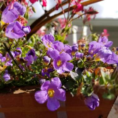 Sutera cordata 'Cabana® Trailing Blue' syn Sutera cordata 'Sutcatrabl'