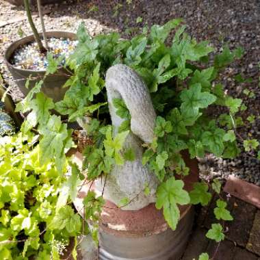 Tiarella cordifolia