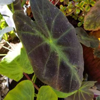 Colocasia esculenta 'Illustris'