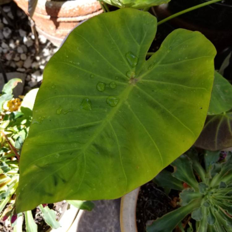 Plant image Colocasia esculenta 'Maui Gold' (Royal Hawaiian Series)