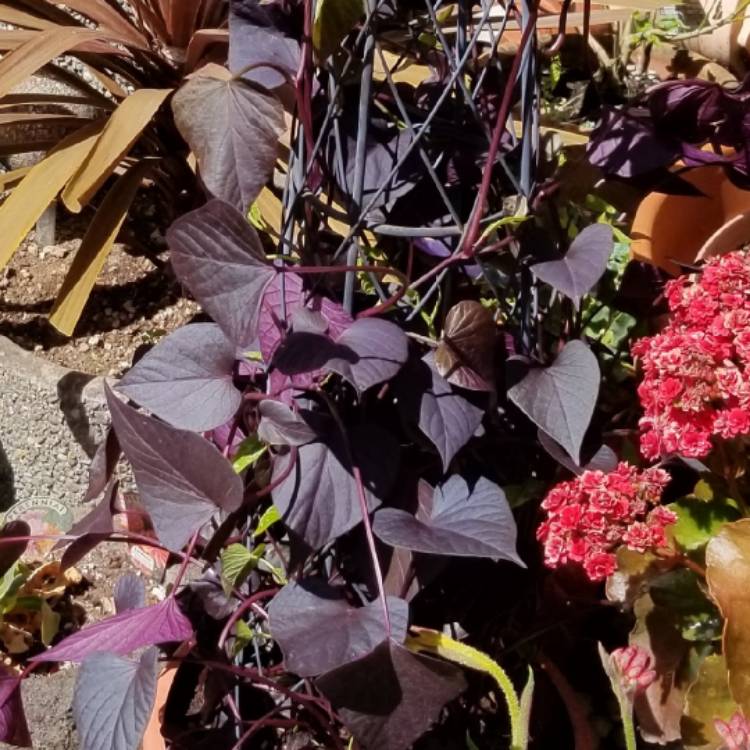 Plant image Ipomoea Batatas 'Solar Tower Black'