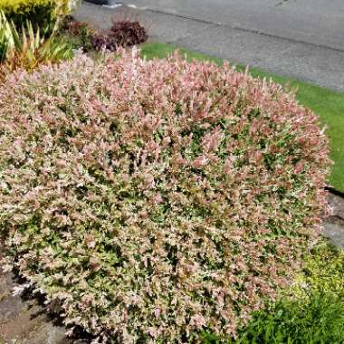 Salix integra 'Hakuro-nishiki' syn. Salix integra 'Nishiki Flamingo'