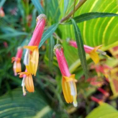 Lobelia Laxiflora