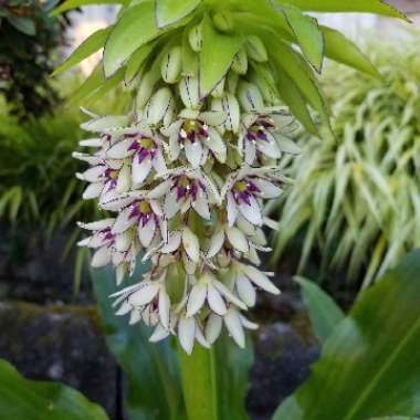 Eucomis