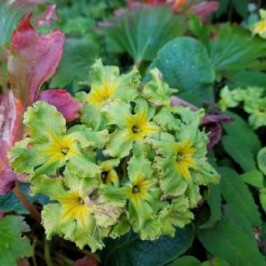 Primula vulgaris 'Francesca'