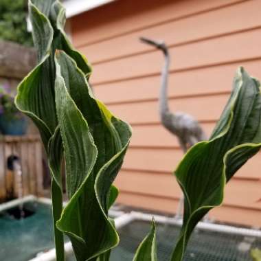 Hosta 'Praying Hands'