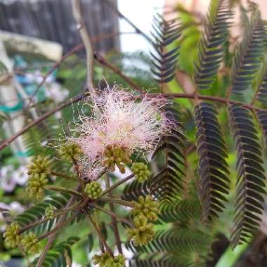 Albizia julibrissin 'Chocolate Fountain'