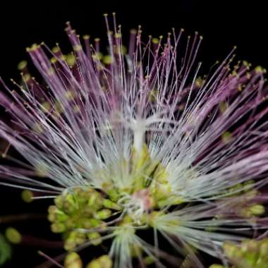 Albizia julibrissin 'Chocolate Fountain'