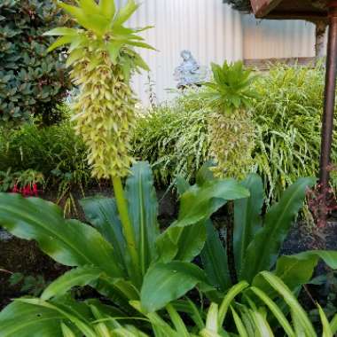 Eucomis