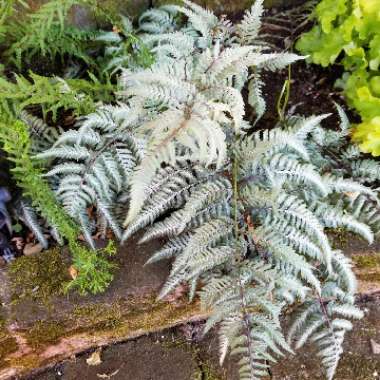 Athyrium niponicum var. pictum 'Wildwood Twist'