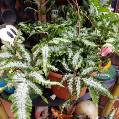 Pteris Argyraea