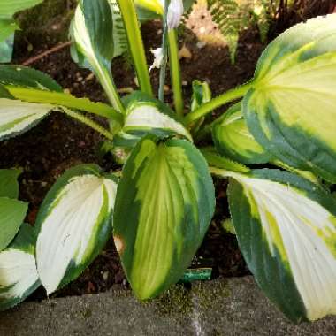 Hosta 'Vulcan'