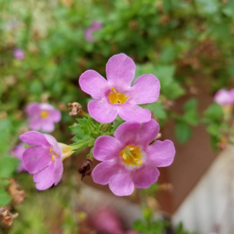 Plant image Bacopa Cabana 'Pink'