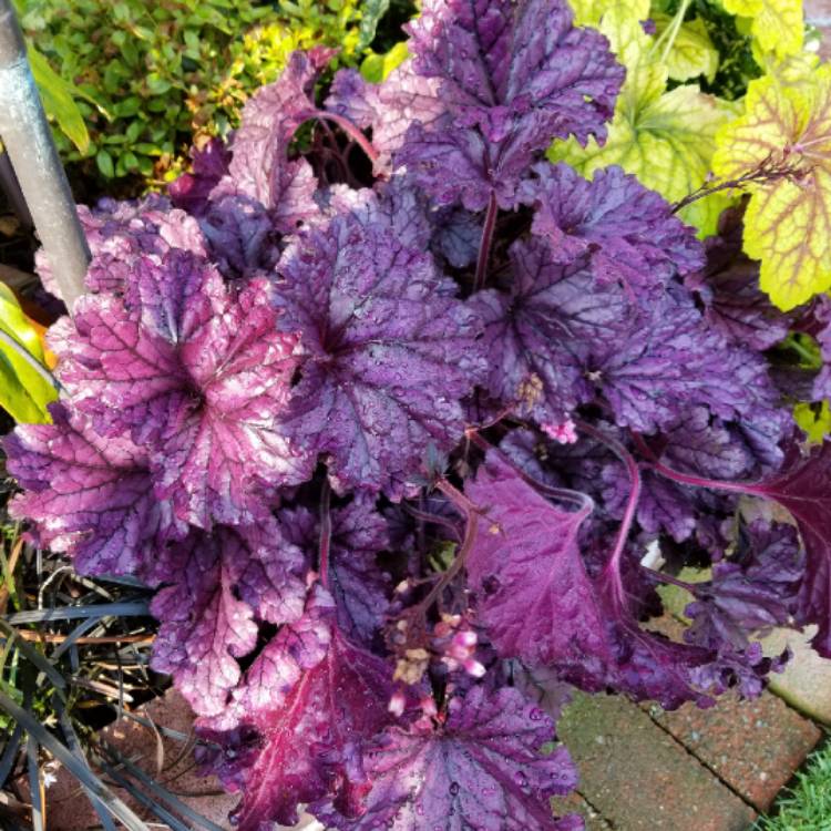 Plant image Heuchera 'Forever Purple'