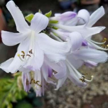 Hosta 'Guacamole'