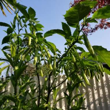 Brugmansia 'Sunray'