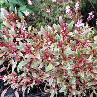 Oenothera lindheimeri  syn. Gaura lindheimeri