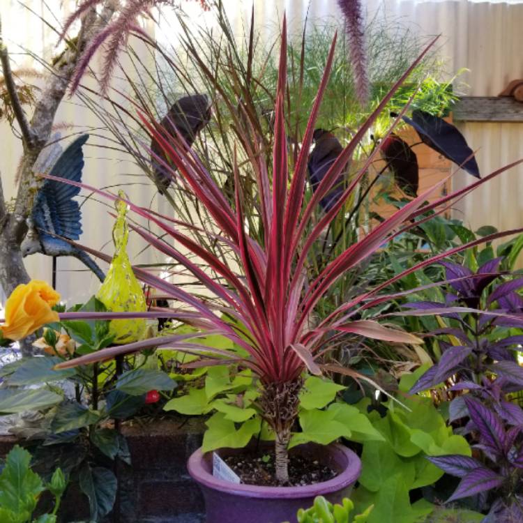 Plant image Cordyline australis 'Pink Passion'