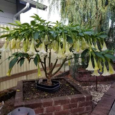 Brugmansia 'Betty Marshall'