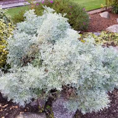 Artemisia schmidtiana 'Nana'