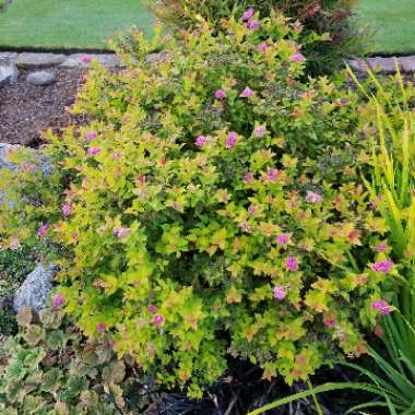 Spiraea japonica 'Goldflame' syn. Spiraea x bumalda 'Goldflame'