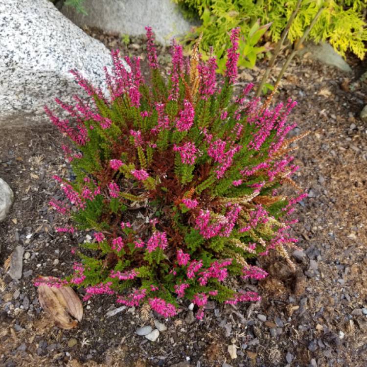 Plant image Calluna vulgaris