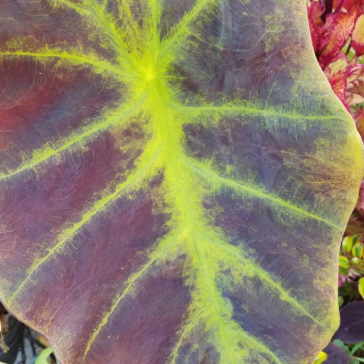 Plant image Colocasia esculenta 'Illustris'