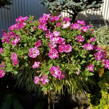 Petunia 'Kleph17342' syn. Petunia 'Pink Sky', Petunia 'BabyDoll', Petunia 'Headliner Pink Sky'