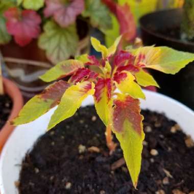 Amaranthus tricolor 'Joseph's Coat'